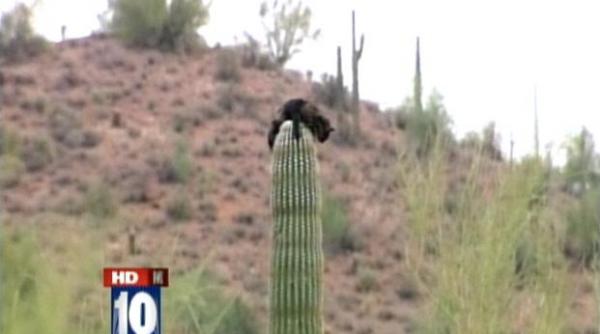 o pisica a ramas intepenita trei zile pe un cactus gigant de 6 metri inaltime video