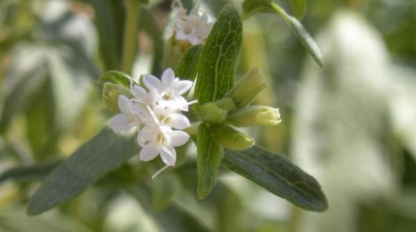 uniunea europeana a autorizat stevia ca indulcitor natural