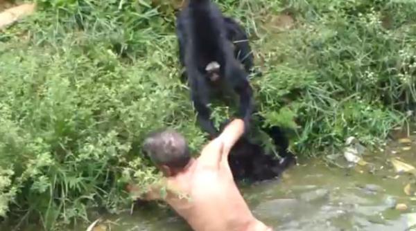 un barbat a fost atacat de maimute la o gradina zoologica video