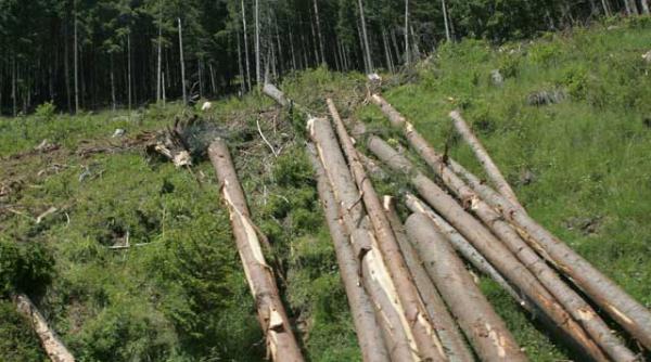 inventarul termitelor care devasteaza padurile romaniei episodul 5 termitele din romania cuibarite in borsa si viseu