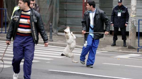 maidanezii executati prin lege de parlament