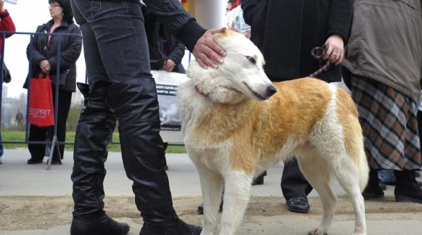 constantenii vor decide in urma unui sondaj de opinie soarta cainilor fara stapan