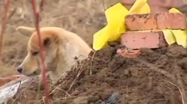 emotionant un catel tine doliu dupa stapanul sau video