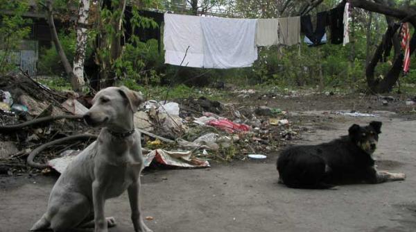 legea maidanezilor ar boicota romania in strainatate
