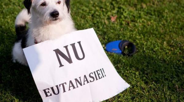 vier pfoten uciderea in masa a cainilor ne intoarce la epoca de piatra