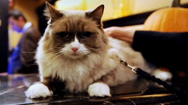 pisica matilda din manhattan condamnata la lesa