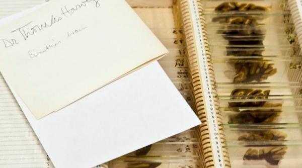 premiera creierul lui einstein expus publicului