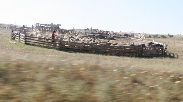 peste 350 000 de fermieri primesc azi avansul de la apia