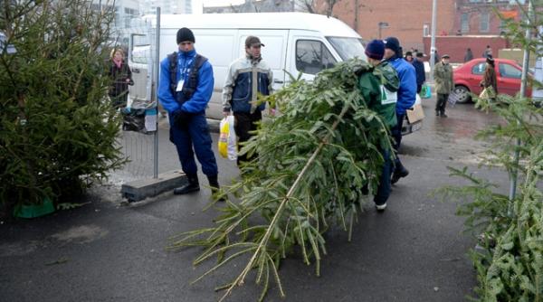 rnp scoate la vanzare 82 000 de brazi de craciun