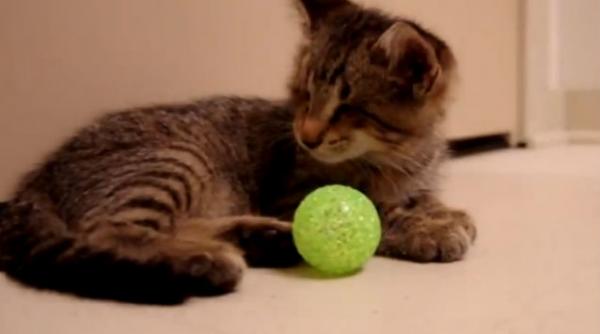 un motanel orb care se joaca prima oara cu o minge vazut de un milion de internauti video