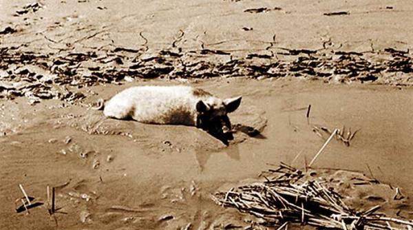 despre strigoi sau varcolaci si pricolici