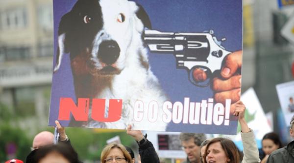 eutanasierea cainilor posibil subiect de referendum in bucuresti