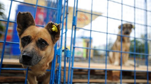 vier pfoten va ataca la curtea constitutionala legea privind cainii fara stapan