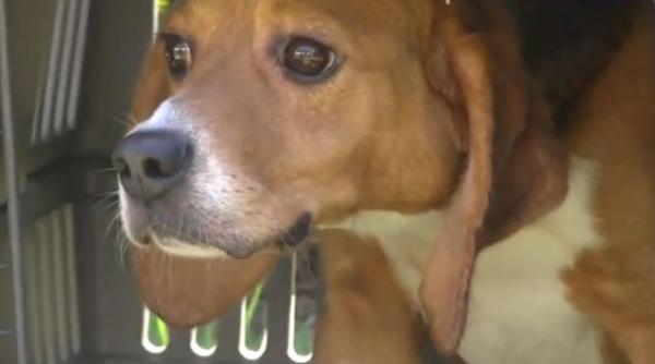 mai multi catei au fost salvati dintr un laborator vezi cum au reactionat cand au iesit prima oara din custi video