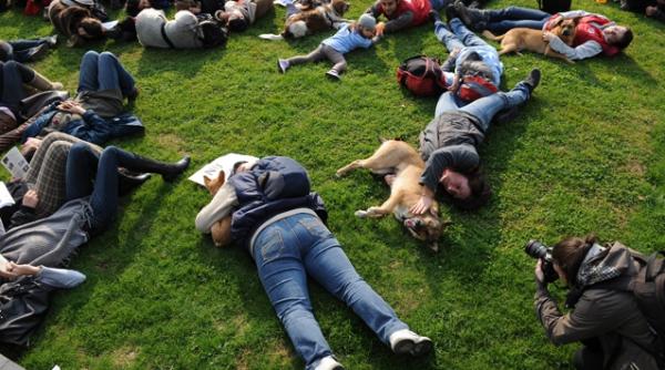 protest la hamburg fata de eutanasierea cainilor fara stapan din romania