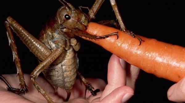 cea mai mare insecta din lume descoperita in noua zeelanda weta gigant cantareste cat trei soareci