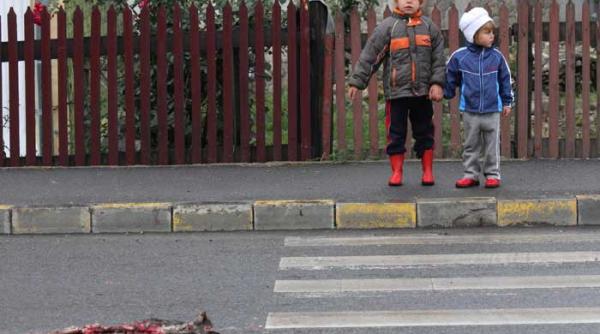 zebra pisicul si niste oameni