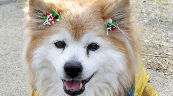 a murit pusuke cel mai batran caine din lume