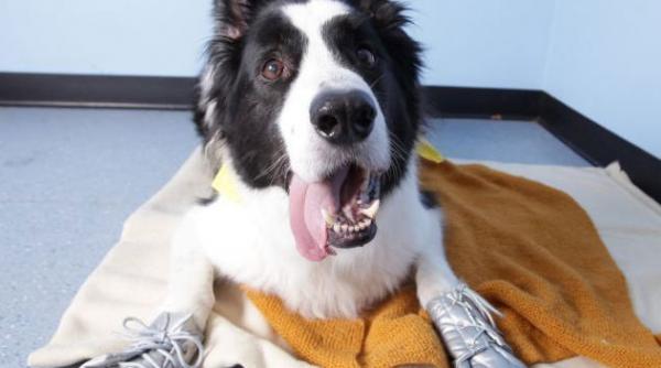 drama celui mai fricos caine din lume vezi ce il sperie