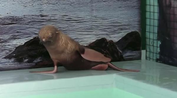 un pui de foca a fost abandonat de familia sa pentru ca are blana roscata si labute roz video