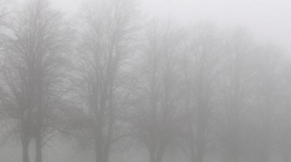 cod galben de ceata in neamt bacau iasi vaslui vrancea si galati