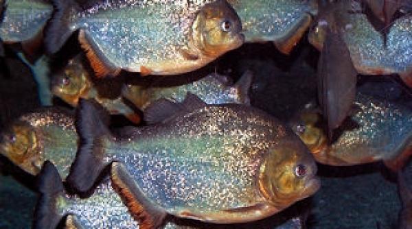 un bolivian s a sinucis aruncandu se in apele unui rau populat de pesti piranha video