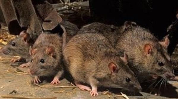 video sobolanii se ajuta unii pe altii studiu