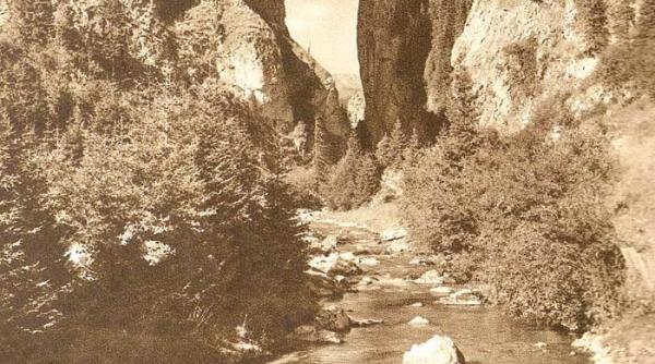 bradul copac totem al protoromanilor