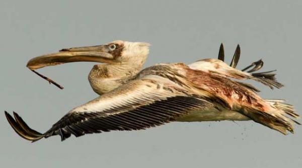 cine se afla in spatele reintroducerii vanatorii in delta dunarii liviu mihaiu vorbeste despre parlamentarii vanatori si despre ceilalti dusmani ai deltei