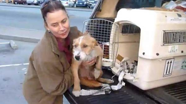 lovit de o masina in romania maidanezul roman toto incepe o noua viata in sua