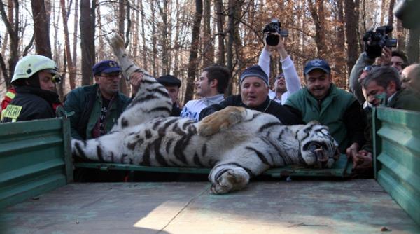vanatorul care a ucis tigrul fugit de la zoo sibiu daca nu trageam in momentul acela era dezastru