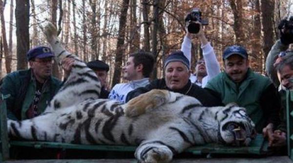 ancheta la zoo sibiu dosar penal in urma uciderii tigrului siberian