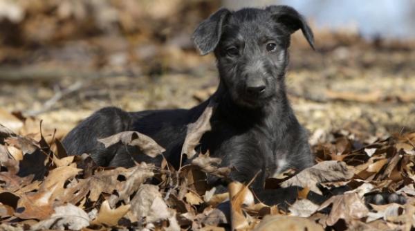 dezbaterea legii eutanasierii cainilor fara stapan amanata pentru ianuarie 2012