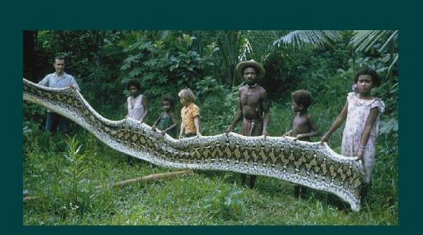 imagini inedite faceti cunostinta cu agta tribul din filipine care vaneaza serpi gigantici video
