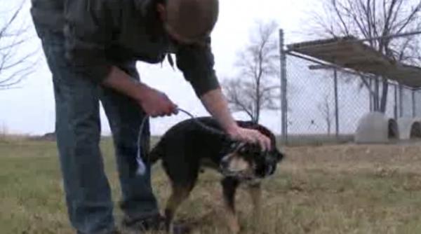 un catel si a regasit familia dupa trei ani video