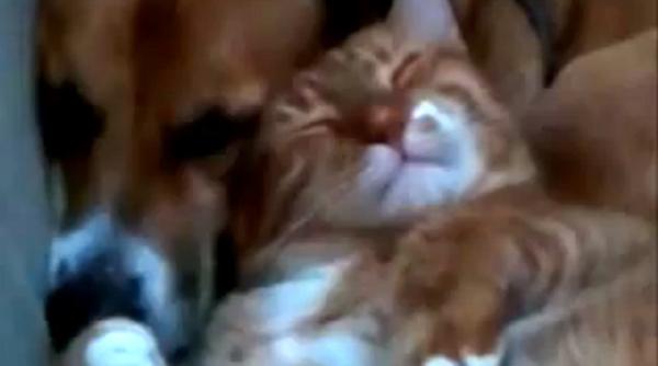 cine spunea ca pisica si cainele nu pot fi cei mai buni prieteni vezi cel mai bun exemplu in acest sens video