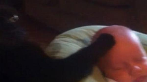 o pisica joaca rolul bonei perfecte vezi cum s a oprit din plans si a adormit un bebelus mangaiat de felina familiei video