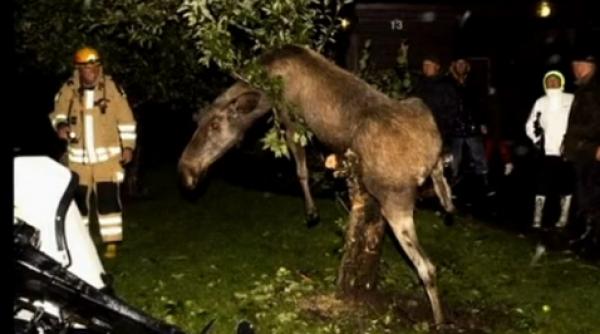 s a urcat scroafa in copac inca nu dar o femela de elan a reusit video