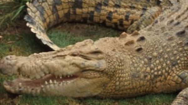 zoo in casa politia a descoperit 11 crocodili si un aligator in vila unui german