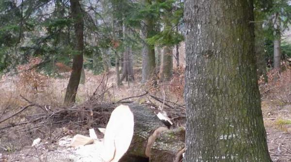 haiducii moderni si closca cu puii de lemn