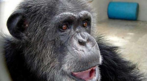 a murit cheetah cimpanzeul din tarzan avea 80 de ani ii placeau meciurile de fotbal si sa deseneze