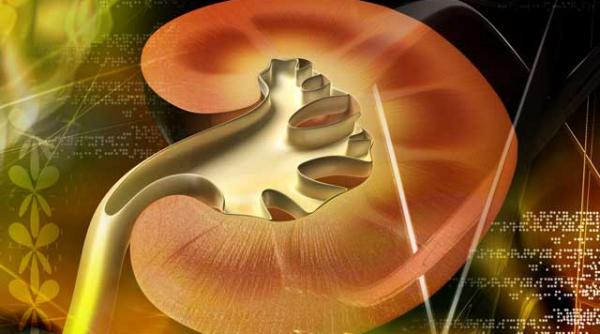 orice terapie incepe si se incheie cu rinichii 2012 anul dragonului de apa anul rinichilor