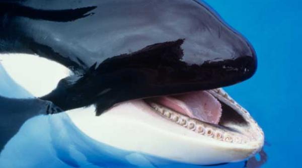 ce perle cu pretentii stiintifice au scos vedetele in 2011 de la curele de detoxificare pana la sperma de balena