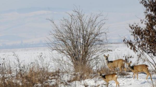 catastrofa ecologica cel putin 50 de caprioare au murit otravite in judetul arad