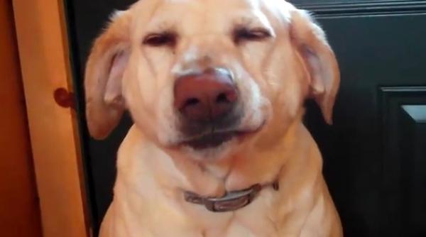 ce e mai dragut cainele sau pisica voteaza videoclipul cu animale al anului sau posteaza optiunea ta video