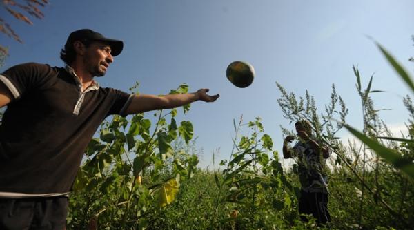 romania are cea mai mare crestere a venitului real pe lucrator in agricultura din ue