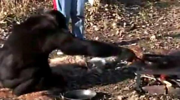 ghici cine aprinde gratarul un cimpanzeu entuziasmat de iesirile la iarba verde video