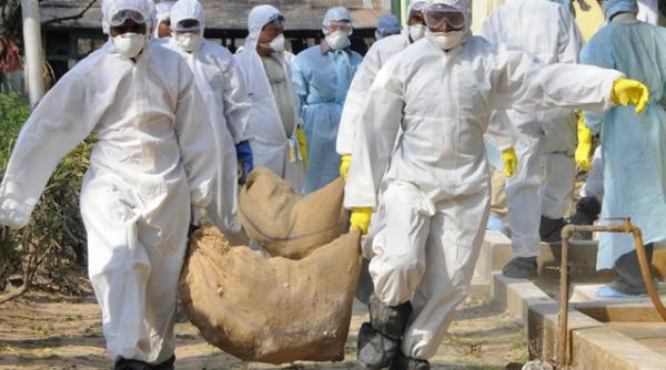 gripa aviara a provocat moartea unui barbat din china primul caz dupa 18 luni