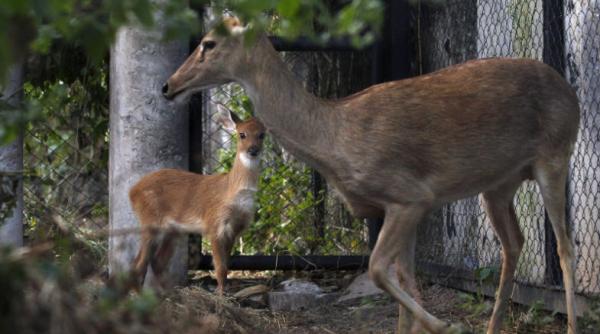 76 de caprioare otravite la arad cel mai probabil au ingerat otrava de sobolani