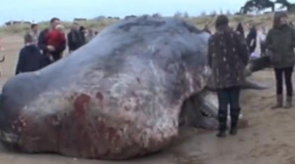 anunt dezgustator si bolnav pe facebook un barbat dat in judecata pentru ca a incercat sa vanda dintii si maxilarul unui casalot video